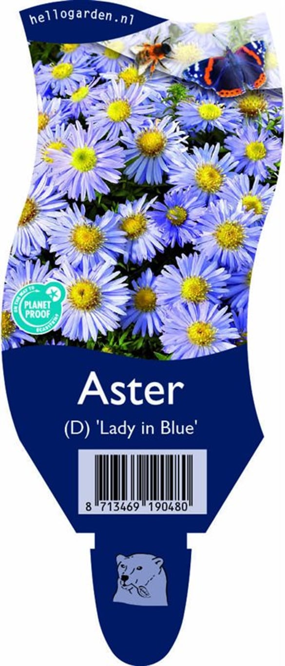 Aster (D) 'Lady in Blue' - P11